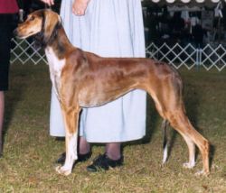 Profile picture of the animal