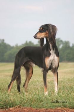 Profile picture of the animal