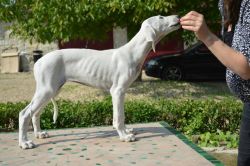 Profile picture of the animal