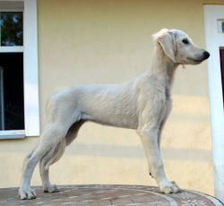 Profile picture of the animal
