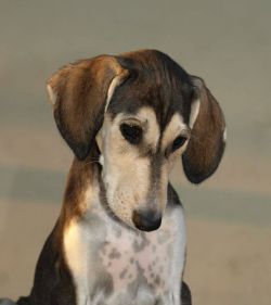Profile picture of the animal