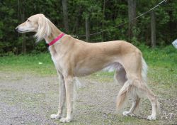Profile picture of the animal