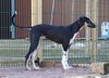 Profile picture of the animal