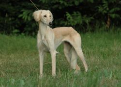 Profile picture of the animal