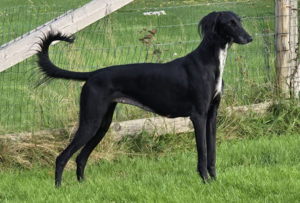 Saluki Rhodesian Ridgeback Saluki - The Breed Archive