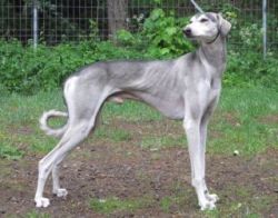 Profile picture of the animal