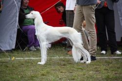 Profile picture of the animal