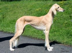 Profile picture of the animal