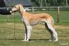 Profile picture of the animal