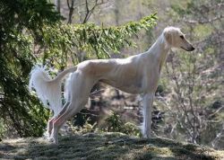 Profile picture of the animal