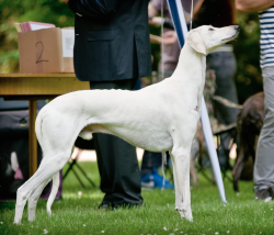 Profile picture of the animal