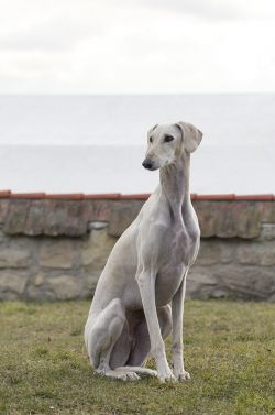 Profile picture of the animal