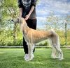 Profile picture of the animal