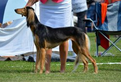 Profile picture of the animal