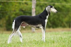 Profile picture of the animal