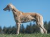 Profile picture of the animal