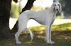 Profile picture of the animal