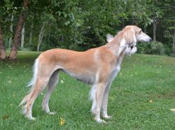 Profile picture of the animal