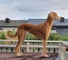 Profile picture of the animal