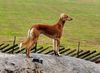 Profile picture of the animal