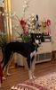 Profile picture of the animal