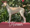Profile picture of the animal