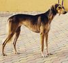 Profile picture of the animal