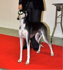 Profile picture of the animal