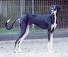 Profile picture of the animal