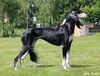 Profile picture of the animal
