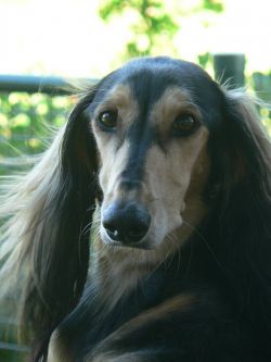 Profile picture of the animal