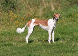 Profile picture of the animal