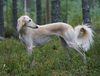 Profile picture of the animal