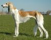 Profile picture of the animal