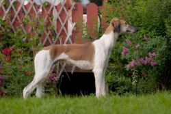 Profile picture of the animal
