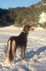 Profile picture of the animal