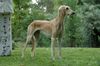 Profile picture of the animal
