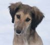 Profile picture of the animal