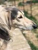 Profile picture of the animal