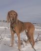 Profile picture of the animal