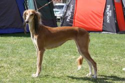 Profile picture of the animal