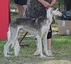 Profile picture of the animal