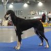 Profile picture of the animal