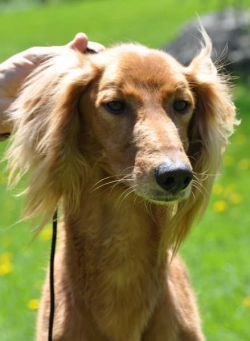 Profile picture of the animal