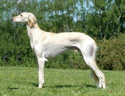 Profile picture of the animal