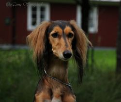 Profile picture of the animal