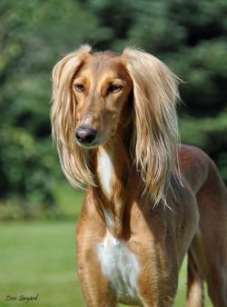 Profile picture of the animal