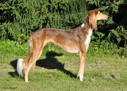Profile picture of the animal