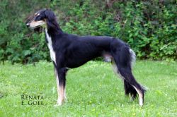 Profile picture of the animal