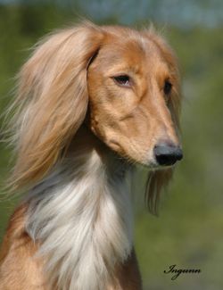 Profile picture of the animal